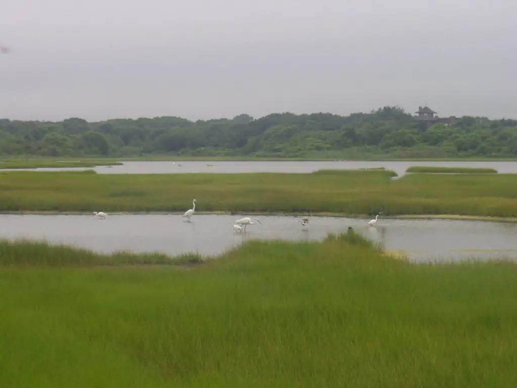 Cordgrass Marsh