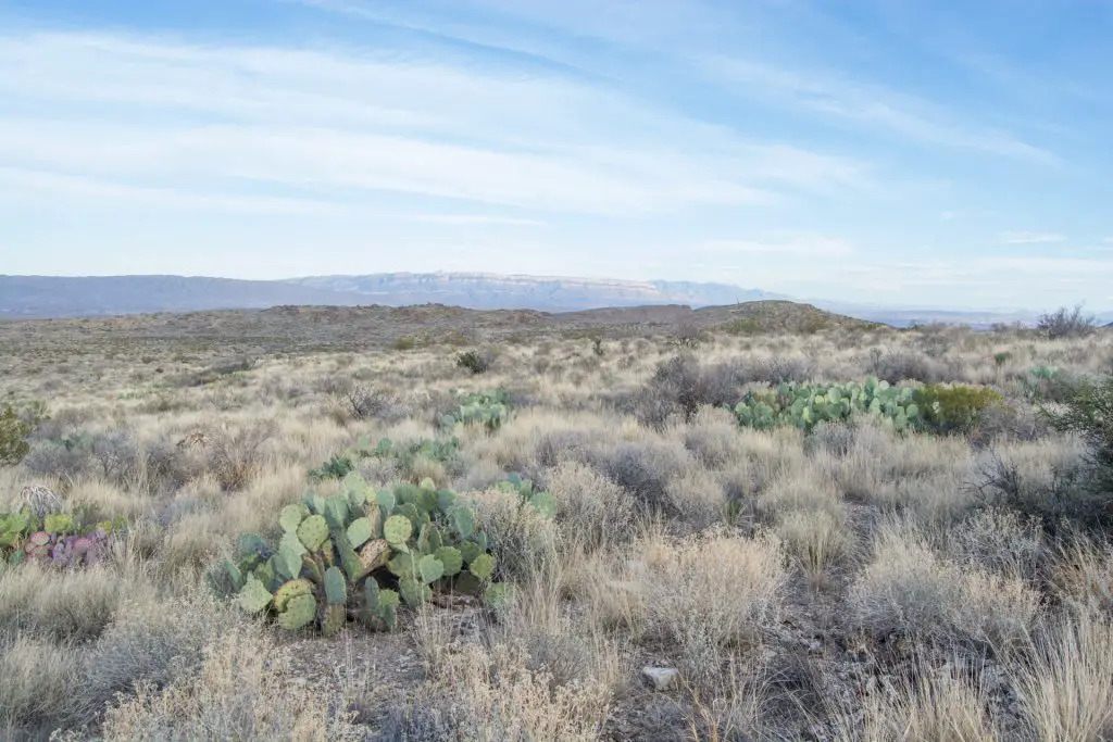 Birding in west Texas