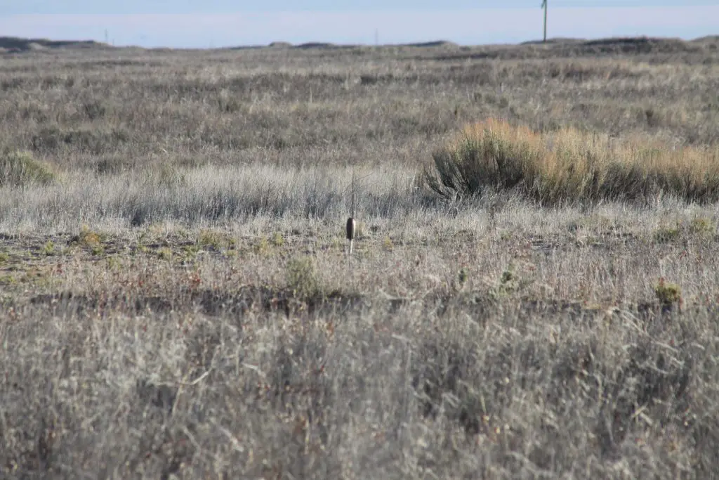 Lesser Prairie-Chicken habitat