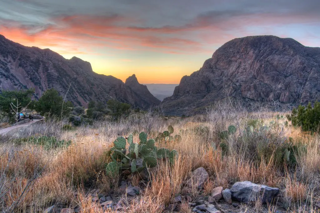 Birding in the Chisos Mountains Basin