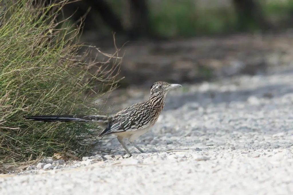 Greater Roadrunner