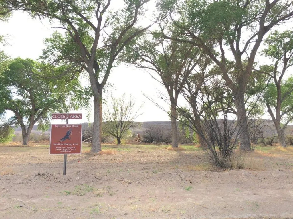 Black Hawk Nesting Big Bend