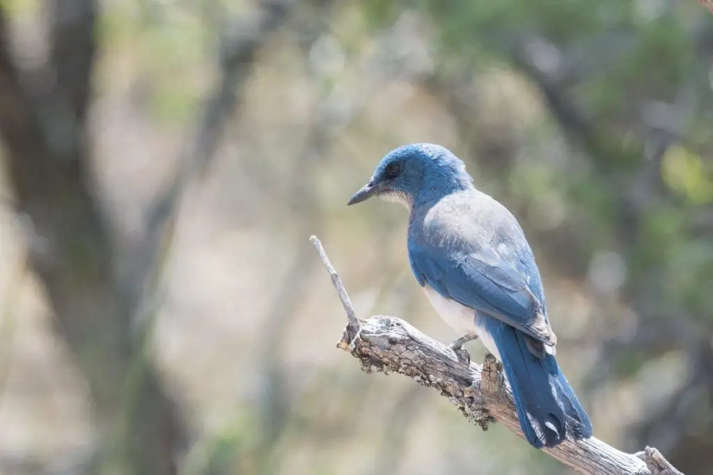 Mexican Jay