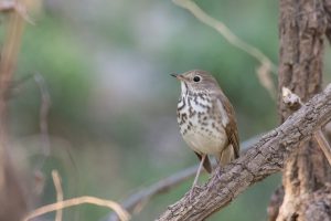 Read more about the article The Best February Birding Hotspots in Texas