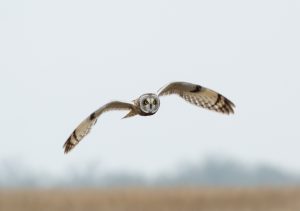 Read more about the article Texas Owl Species and Where to Find Them