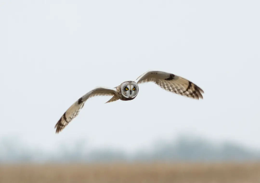 You are currently viewing Texas Owl Species and Where to Find Them