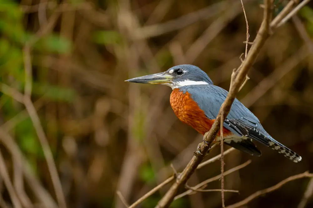 You are currently viewing 18 South Texas Specialty Birds & How to See Them