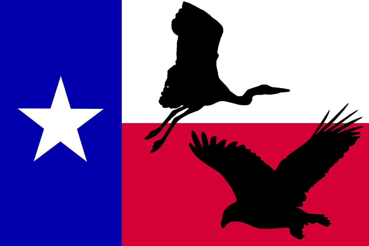 You are currently viewing What’s the Largest Bird in Texas?