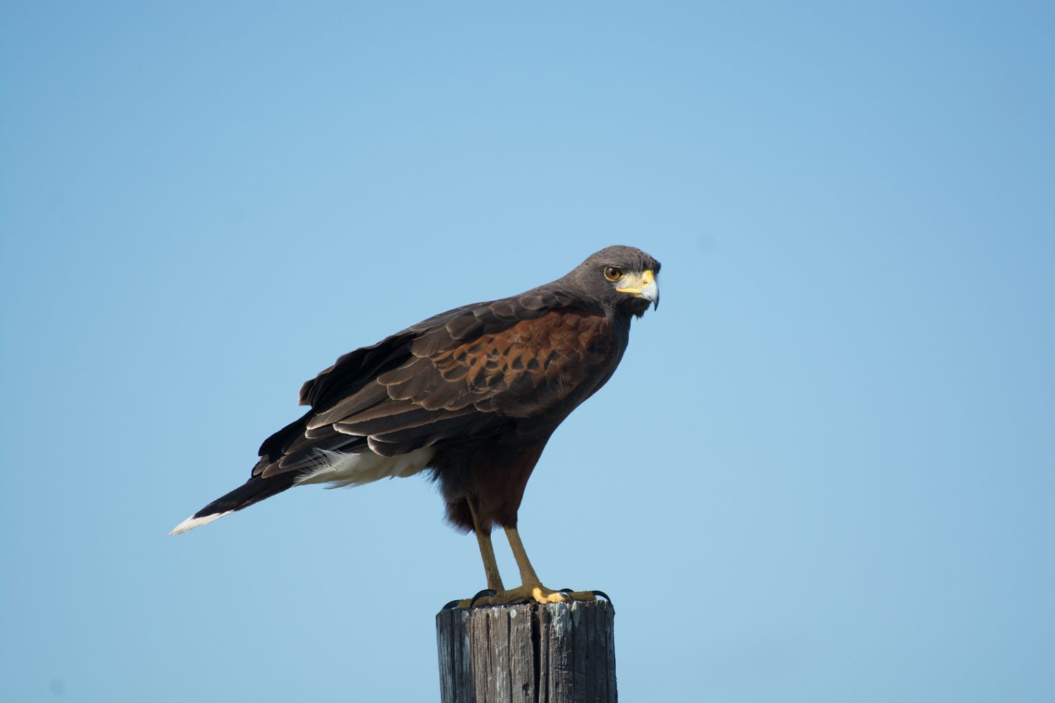 The Best Time of Year to Bird South Texas | BirdingLocations