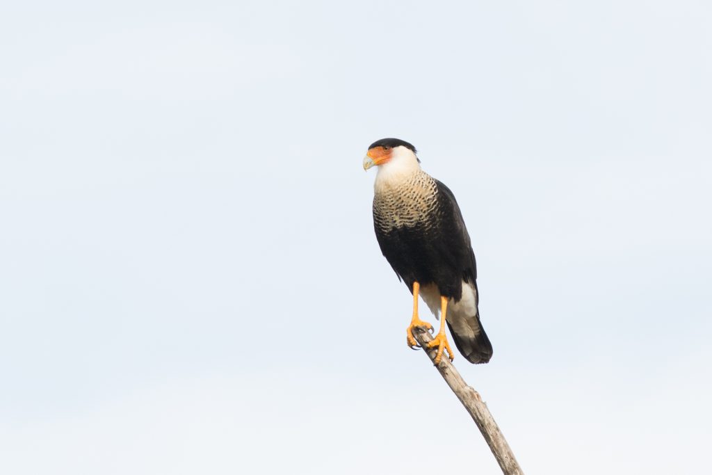 Crested Caracara