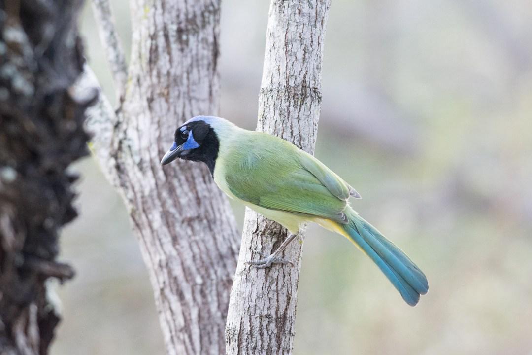 You are currently viewing The Top 5 Birding Hotspots in South Texas