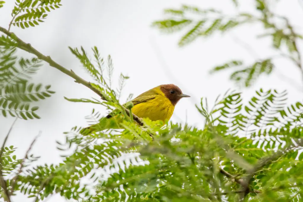 Mangrove Warbler