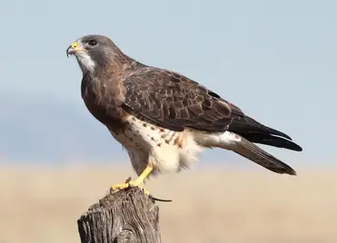 18 Types of Hawks in the United States. How Many Do You Know?