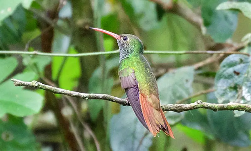 Buff-bellied Hummingbird