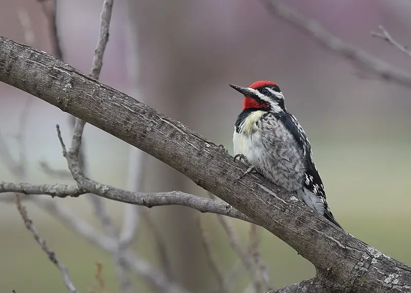 You are currently viewing The Best December Birding Hotspots in Texas
