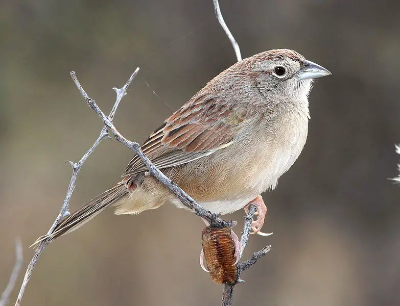 Botteri's Sparrow