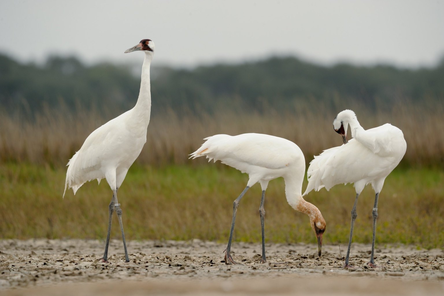 You are currently viewing Where to see Whooping Cranes in Texas