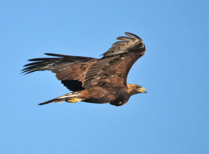 Eagles Fly In Texas