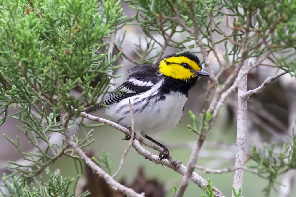 Read more about the article The Best Places to See a Golden-cheeked Warbler in Austin
