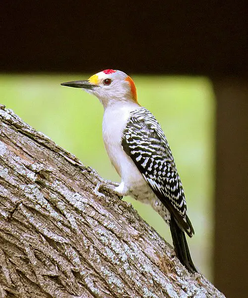 Golden-fronted Woodpecker