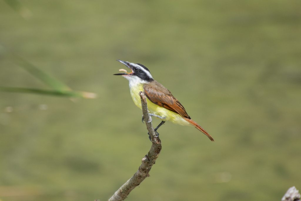 Great Kiskadee