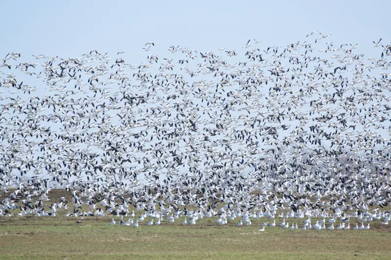 Snow Geese take flight at Hagerman