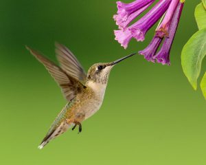 Read more about the article The Best Plants for Attracting Hummingbirds in Texas