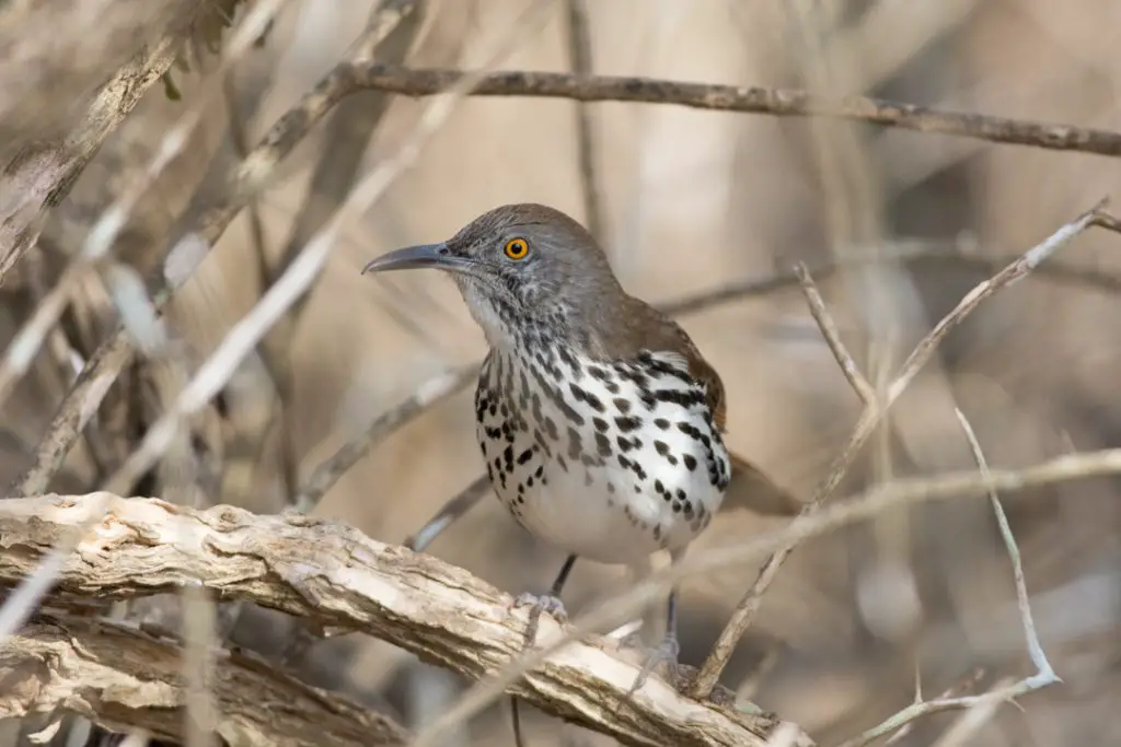 Long-billed Thrasher