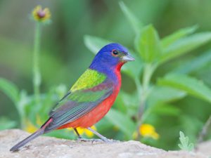 Read more about the article Where to See a Painted Bunting in Texas
