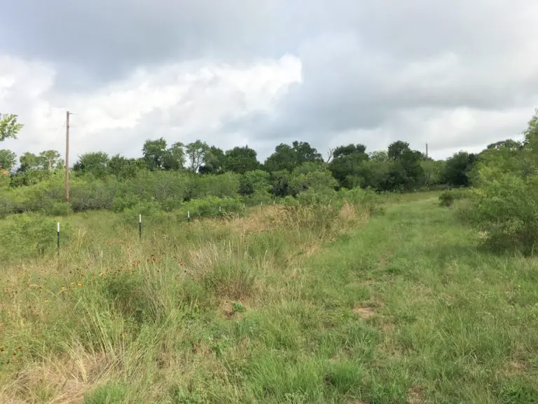 Where to See a Painted Bunting in Texas | BirdingLocations