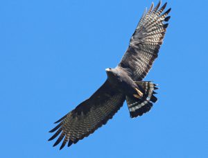 Read more about the article How To See a Zone-tailed Hawk in Texas