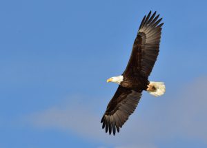 Read more about the article Where to See Bald Eagles in Texas