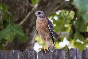 Read more about the article Hawks Common to Central Texas