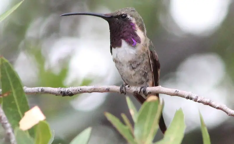 Lucifer Hummingbird