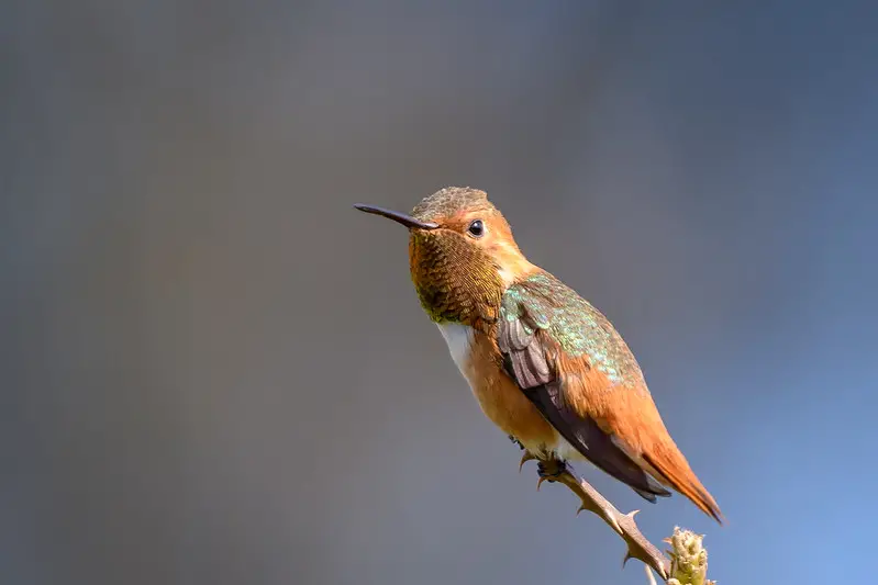 Allen's Hummingbird