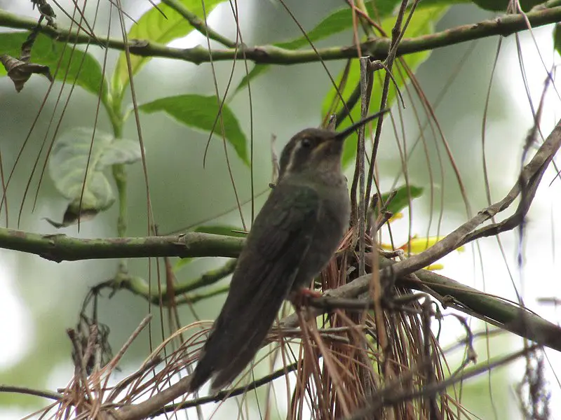 Amethyst-throated Mountain-gem