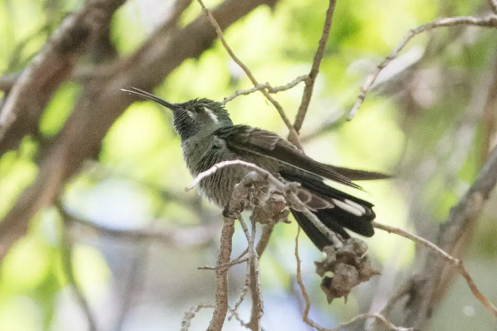 Blue-throated Mountain-gem