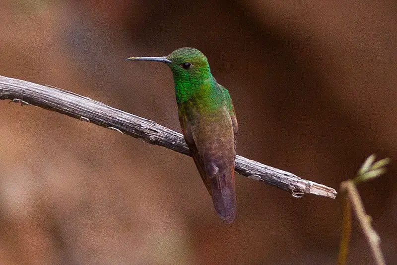 Berryline Hummingbird