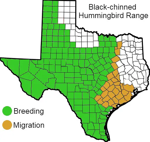 Black-chinned Hummingbird Texas Range Map