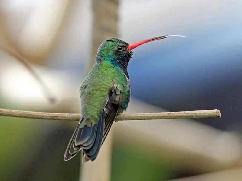 Broad-billed Hummingbird