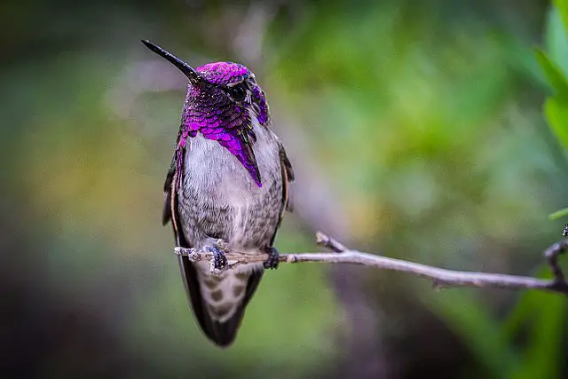 Costa's Hummingbird