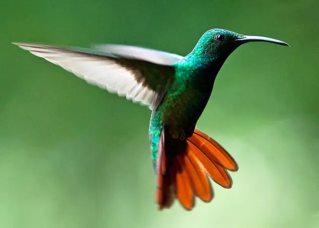 Green-breasted Mango