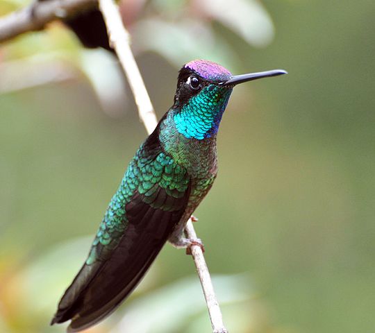 Rivoli's Hummingbird