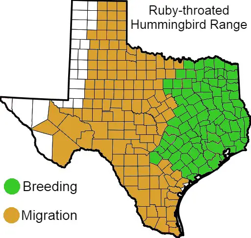 Ruby-throated Hummingbird Range Texas Map