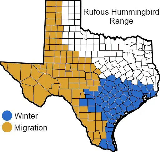 Rufous Hummingbird Texas Range Map