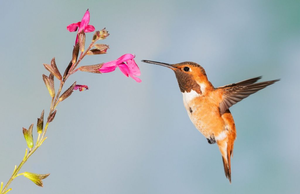 Rufous Hummingbird