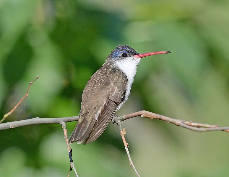 Violet-crowned Hummingbird