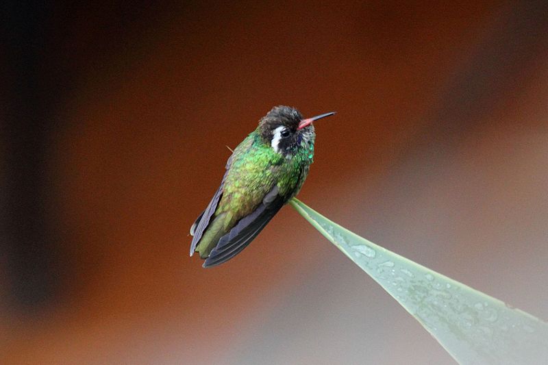 White-eared Hummingbird