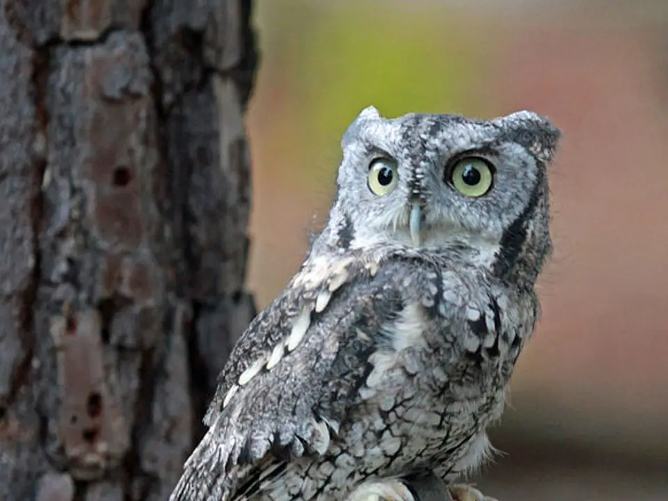 You are currently viewing What Owls Live in the Central Texas Hill Country?