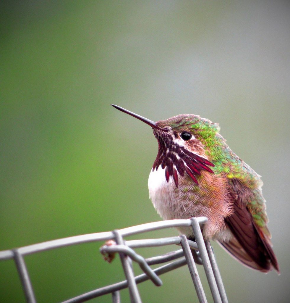 Calliope Hummingbird